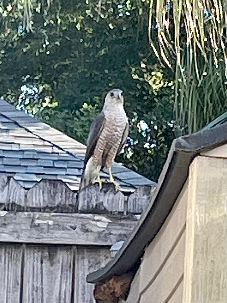 Cooper's Hawk - Eric Rhinehart