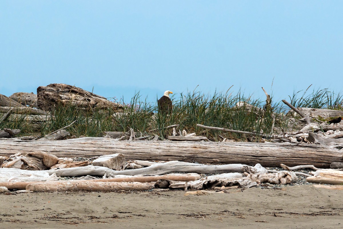 Bald Eagle - ML620466232