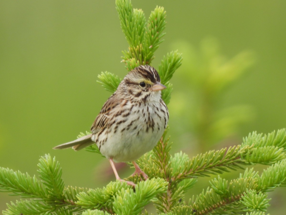 Savannah Sparrow - ML620466233