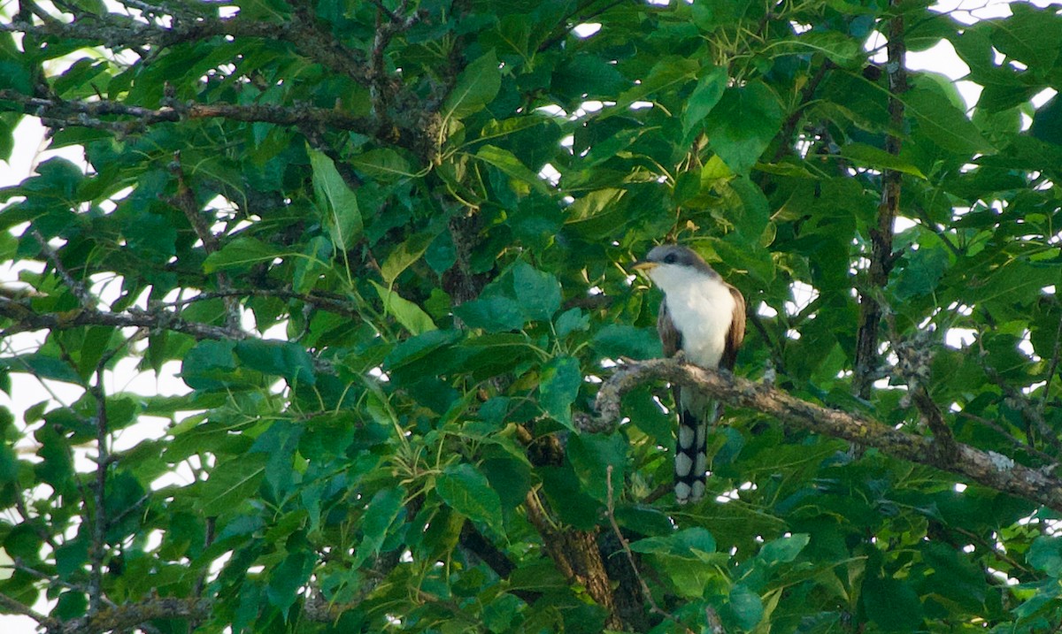 Yellow-billed Cuckoo - ML620466238