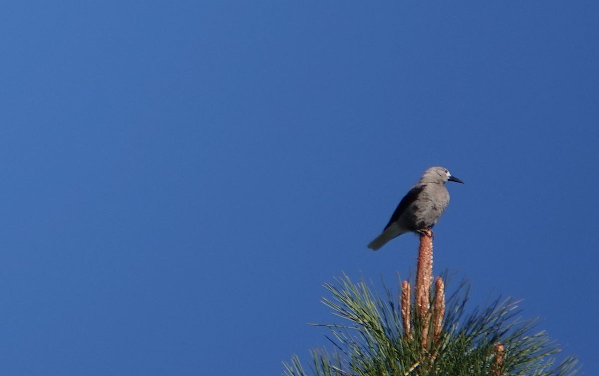 Clark's Nutcracker - ML620466240