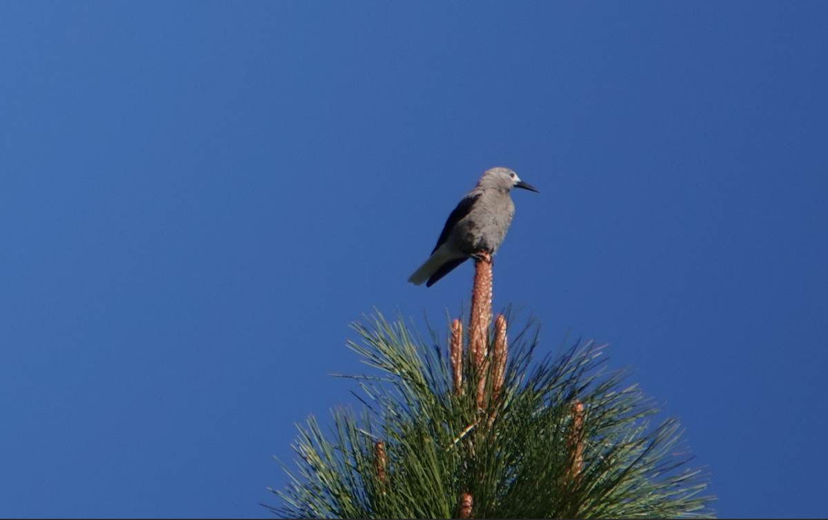 Clark's Nutcracker - ML620466241