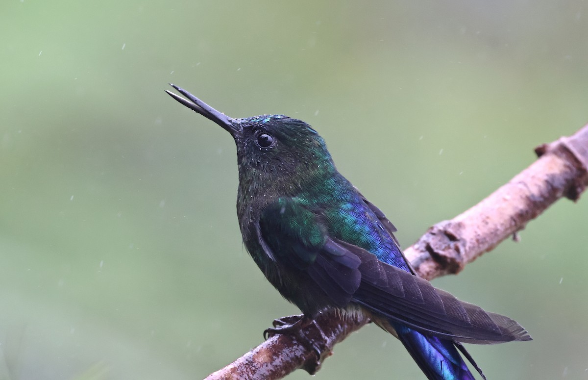 Violet-tailed Sylph - ML620466248