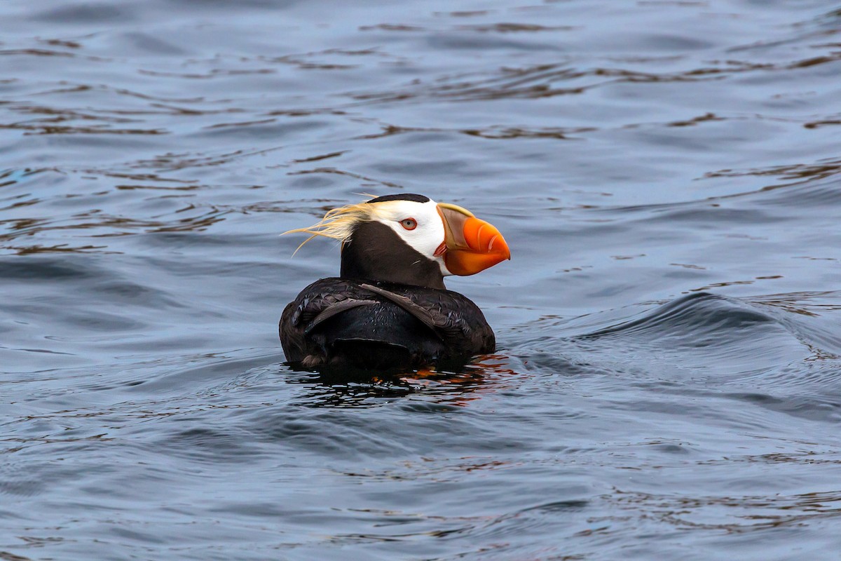 Tufted Puffin - ML620466250