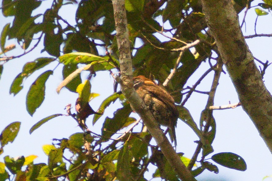 Chestnut-capped Puffbird - ML620466252