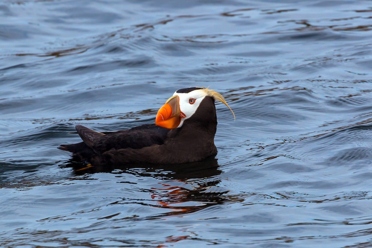 Tufted Puffin - ML620466253