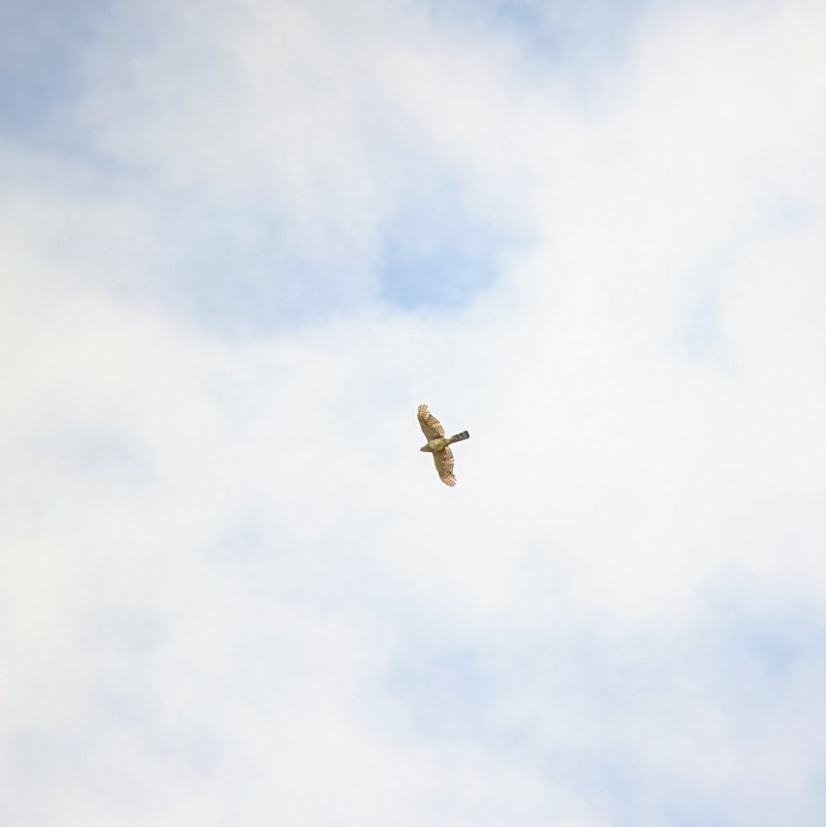 Red-tailed Hawk - ML620466256