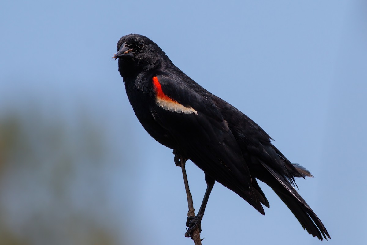 Red-winged Blackbird - ML620466259