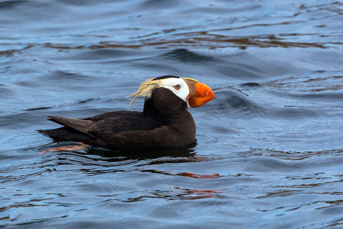 Tufted Puffin - ML620466260