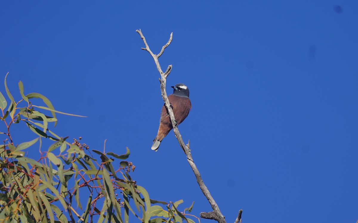 White-browed Woodswallow - ML620466262