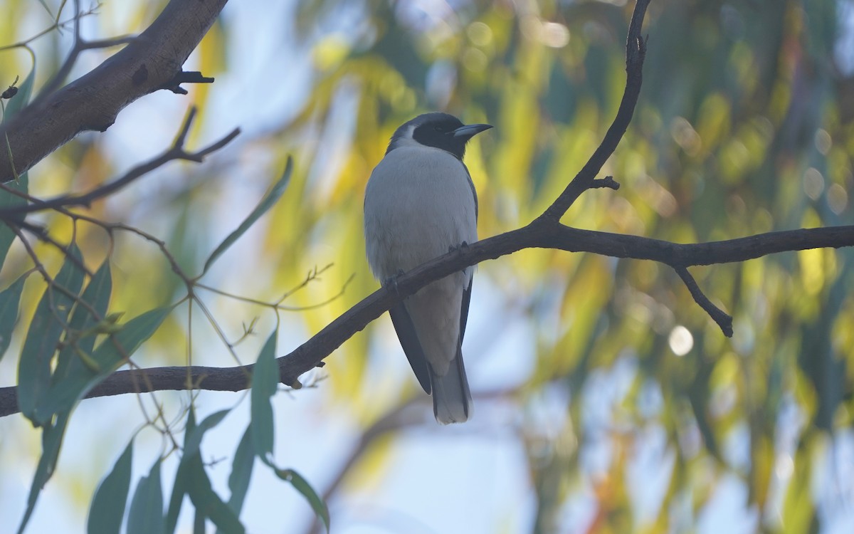 Masked Woodswallow - ML620466263