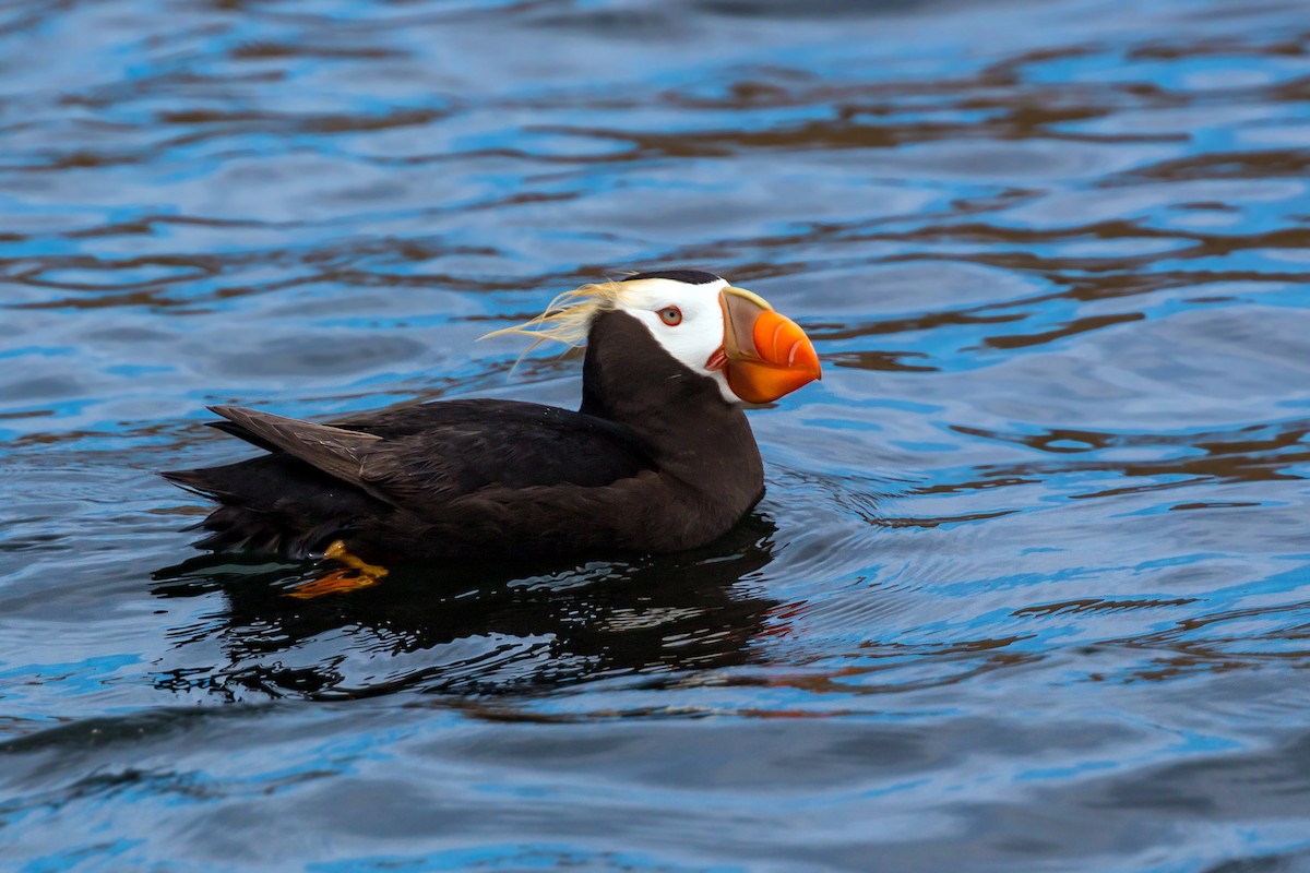 Tufted Puffin - ML620466264