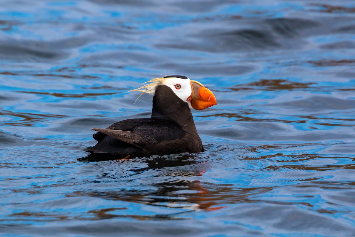 Tufted Puffin - ML620466266