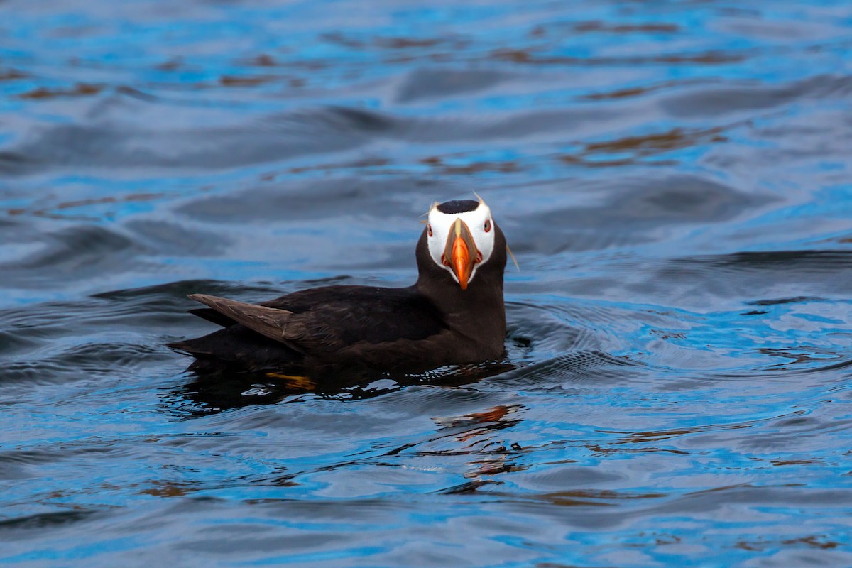 Tufted Puffin - ML620466267