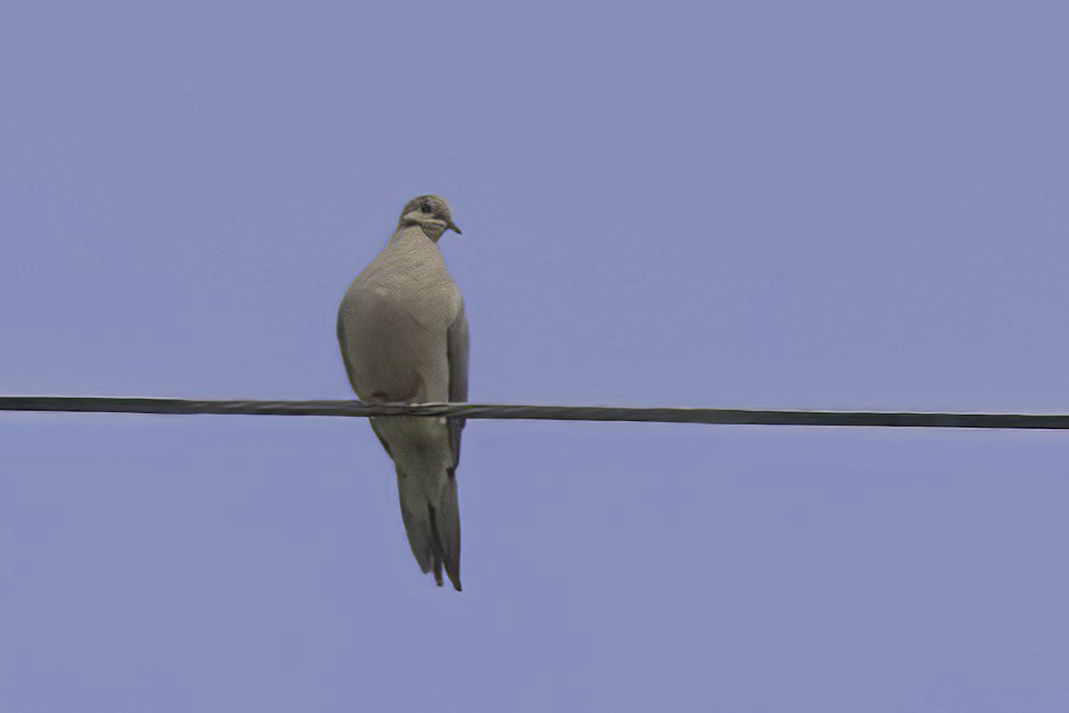 Eurasian Collared-Dove - ML620466269