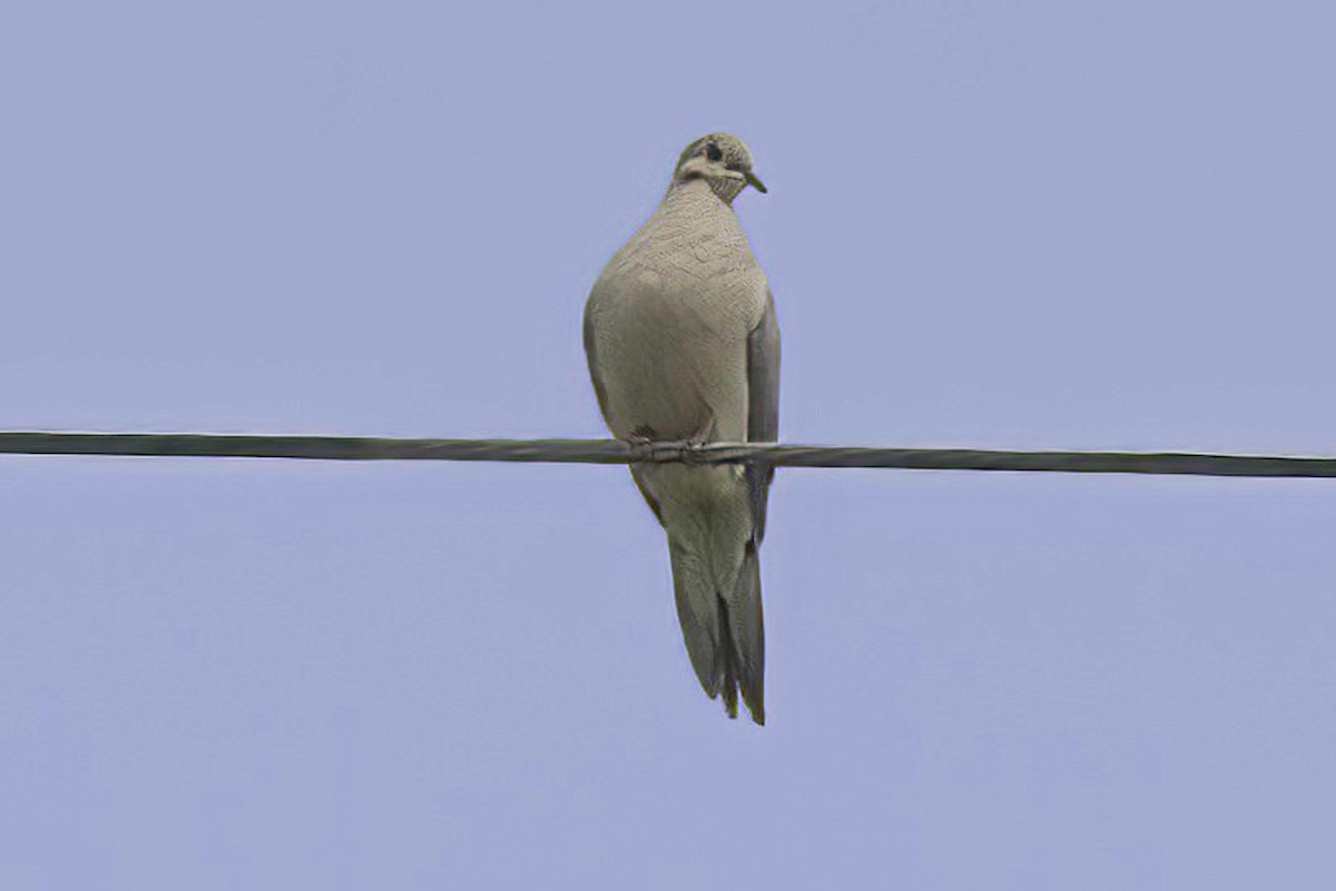 Eurasian Collared-Dove - ML620466271