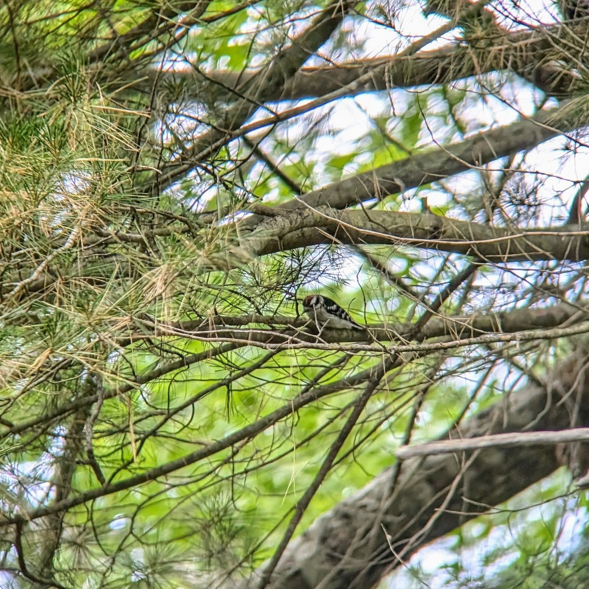 Downy Woodpecker - ML620466272