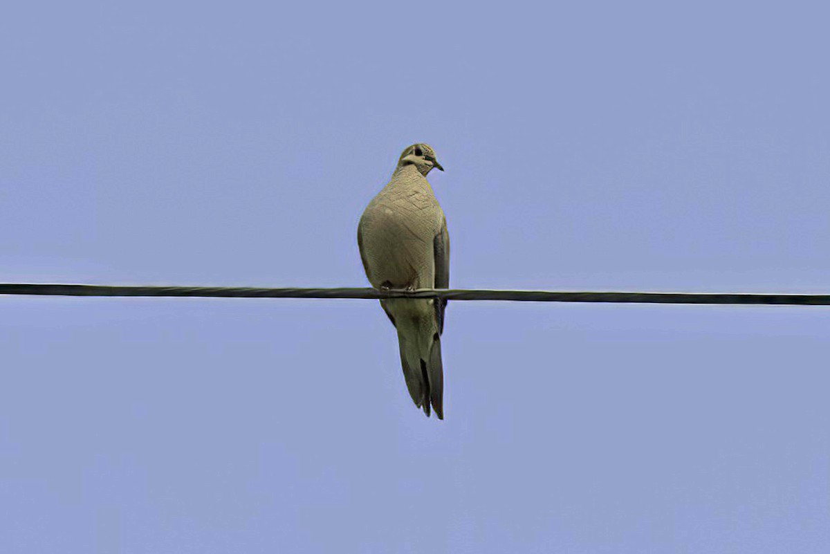 Eurasian Collared-Dove - ML620466274