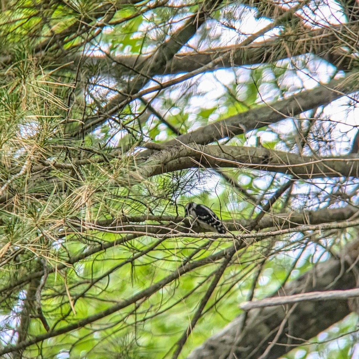 Downy Woodpecker - ML620466275