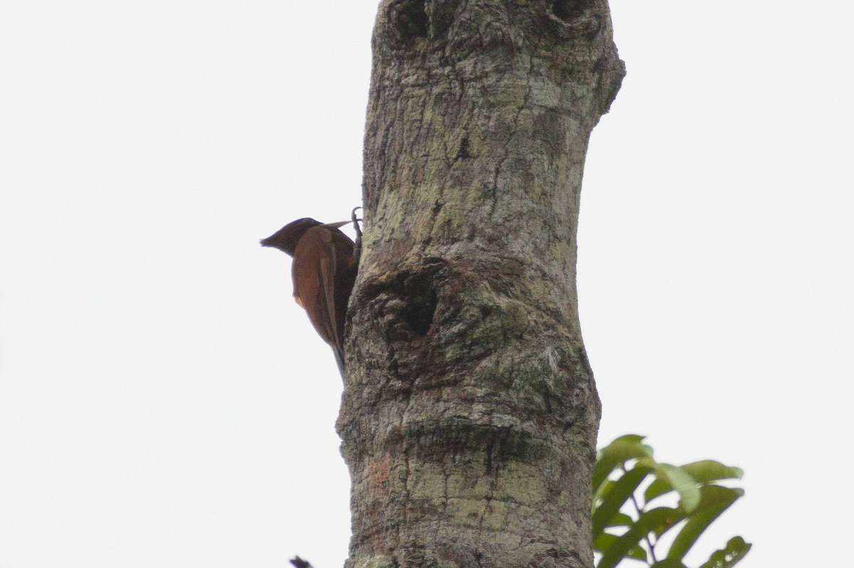 Chestnut Woodpecker - ML620466276