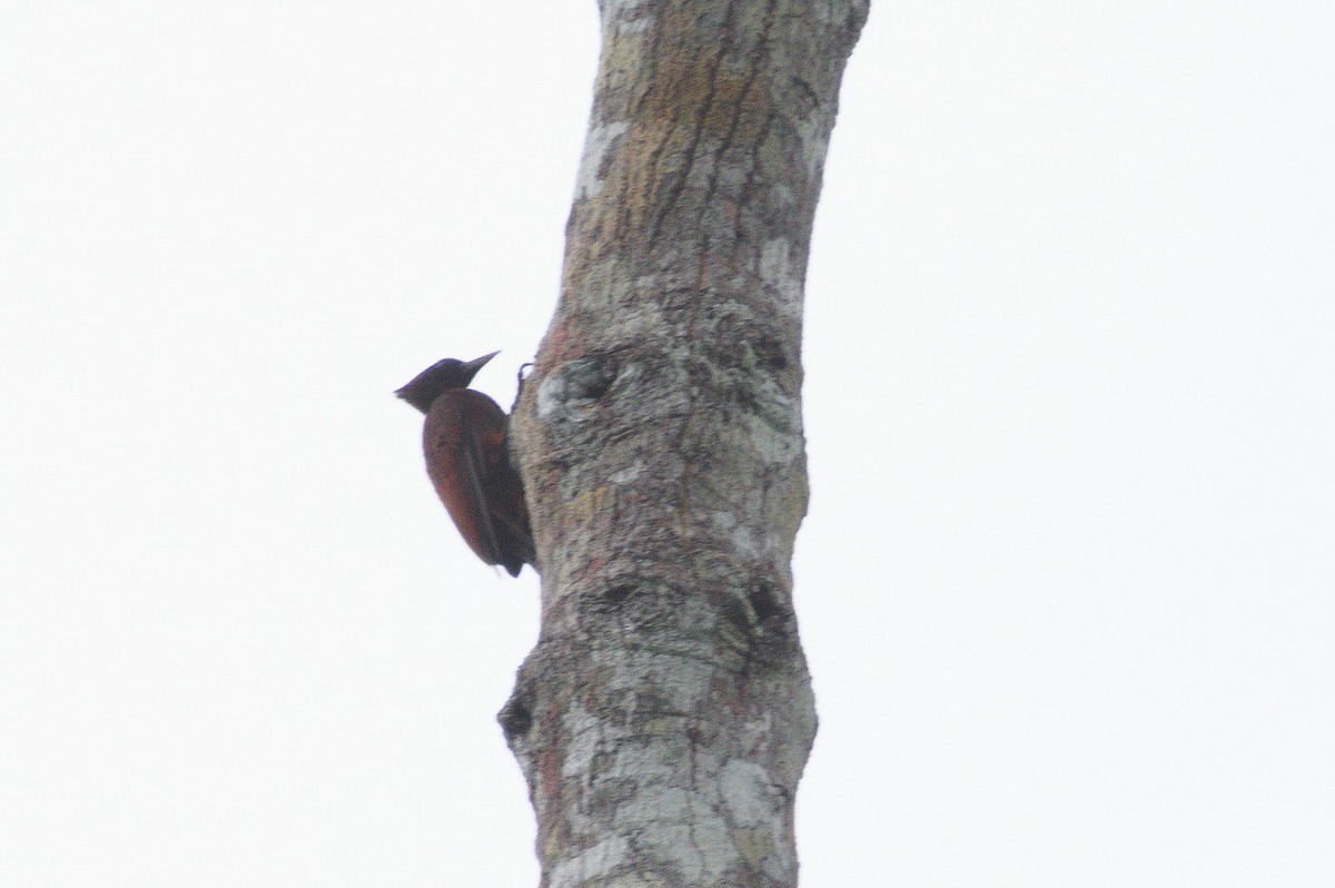 Chestnut Woodpecker - ML620466277