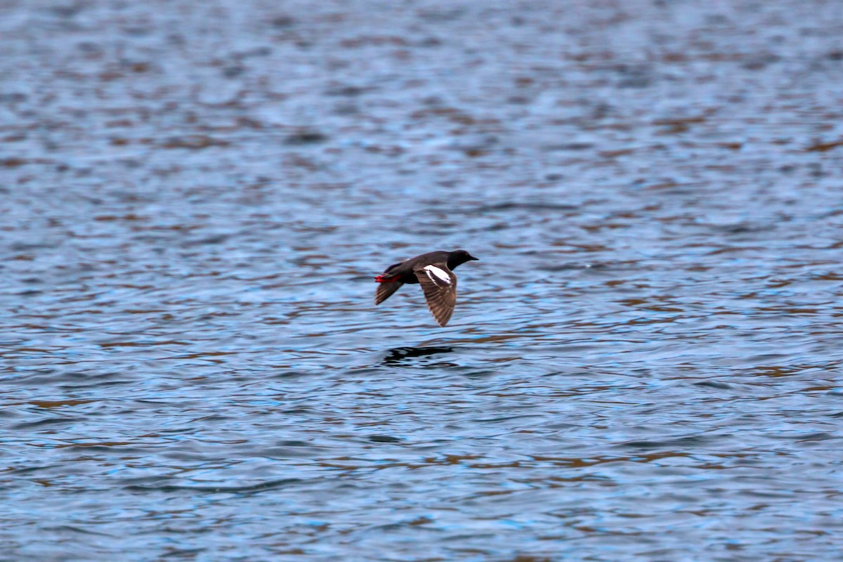 Pigeon Guillemot - ML620466282