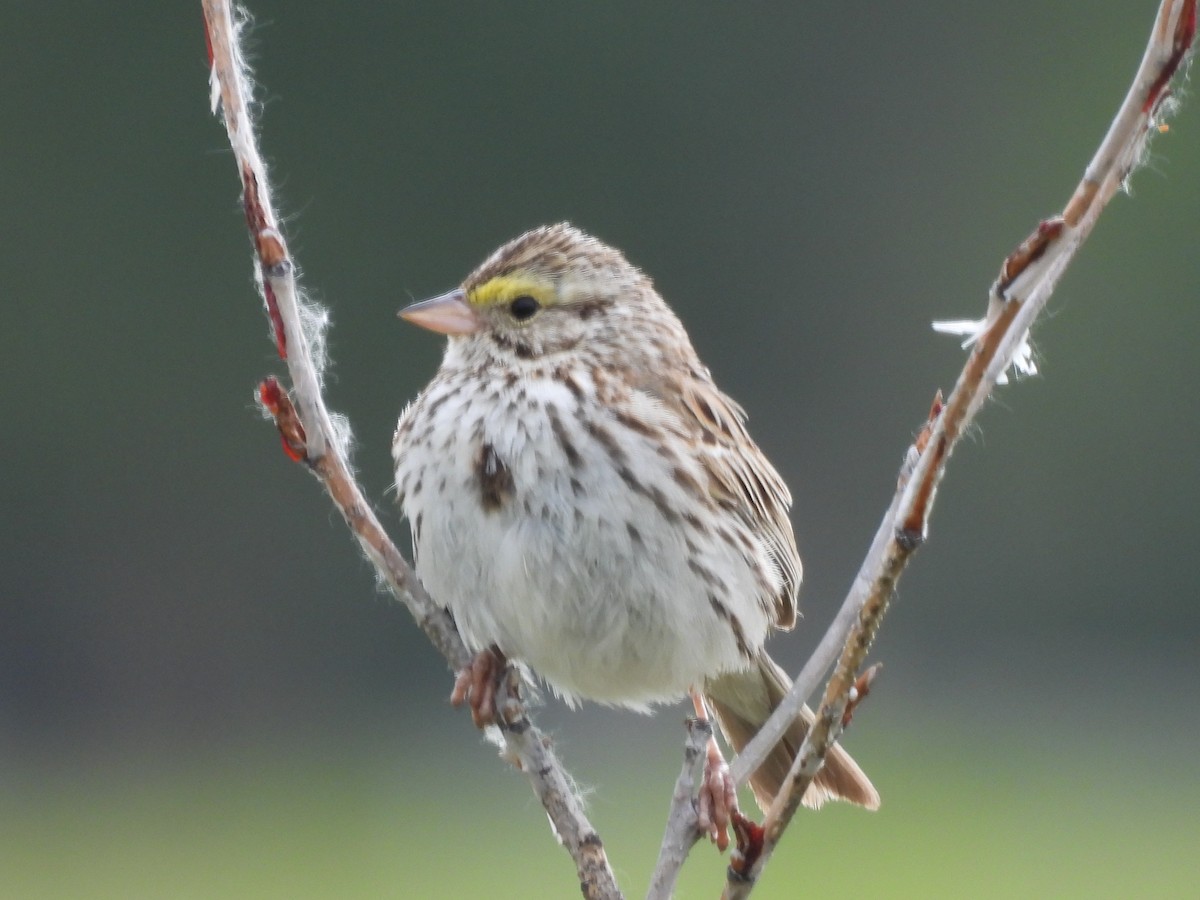 Savannah Sparrow - ML620466283