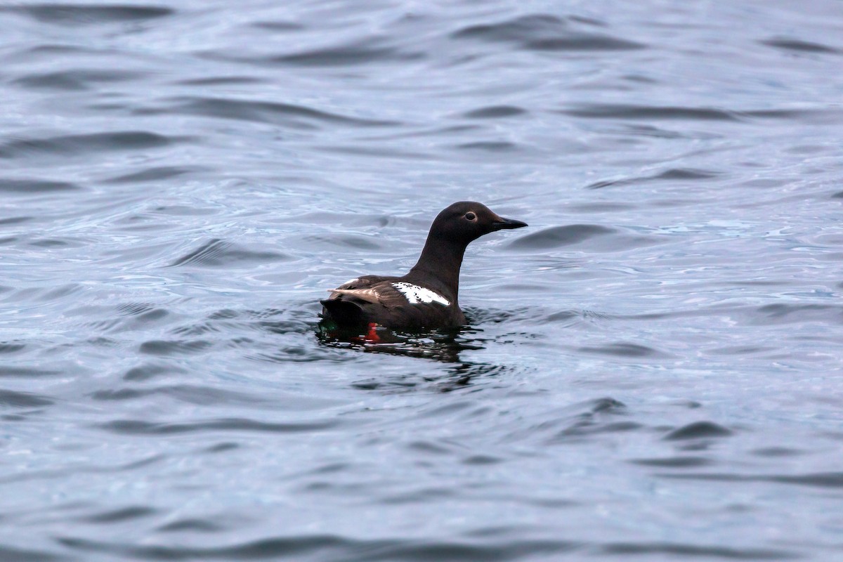 Pigeon Guillemot - ML620466284