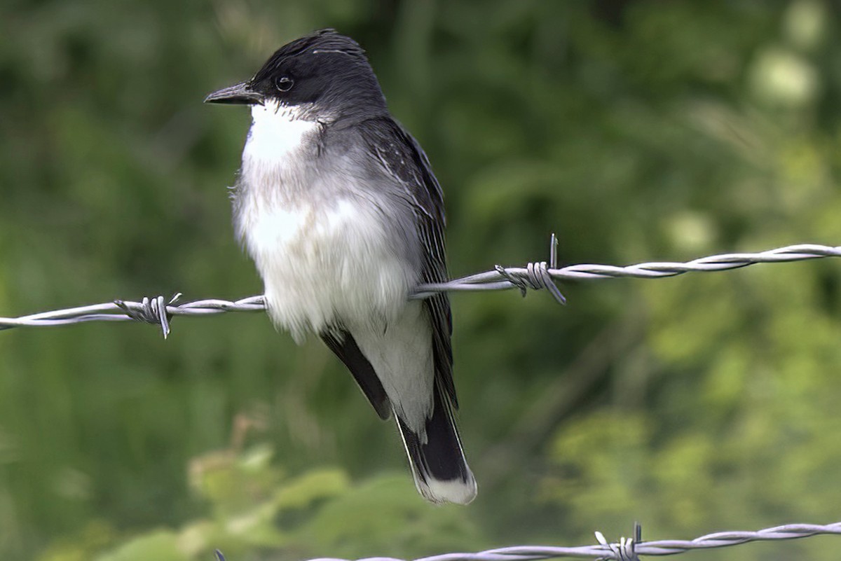 Eastern Kingbird - ML620466285