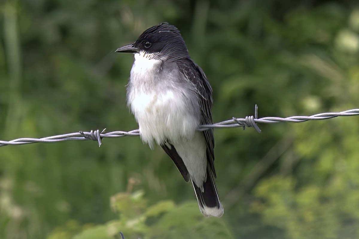 Eastern Kingbird - ML620466286