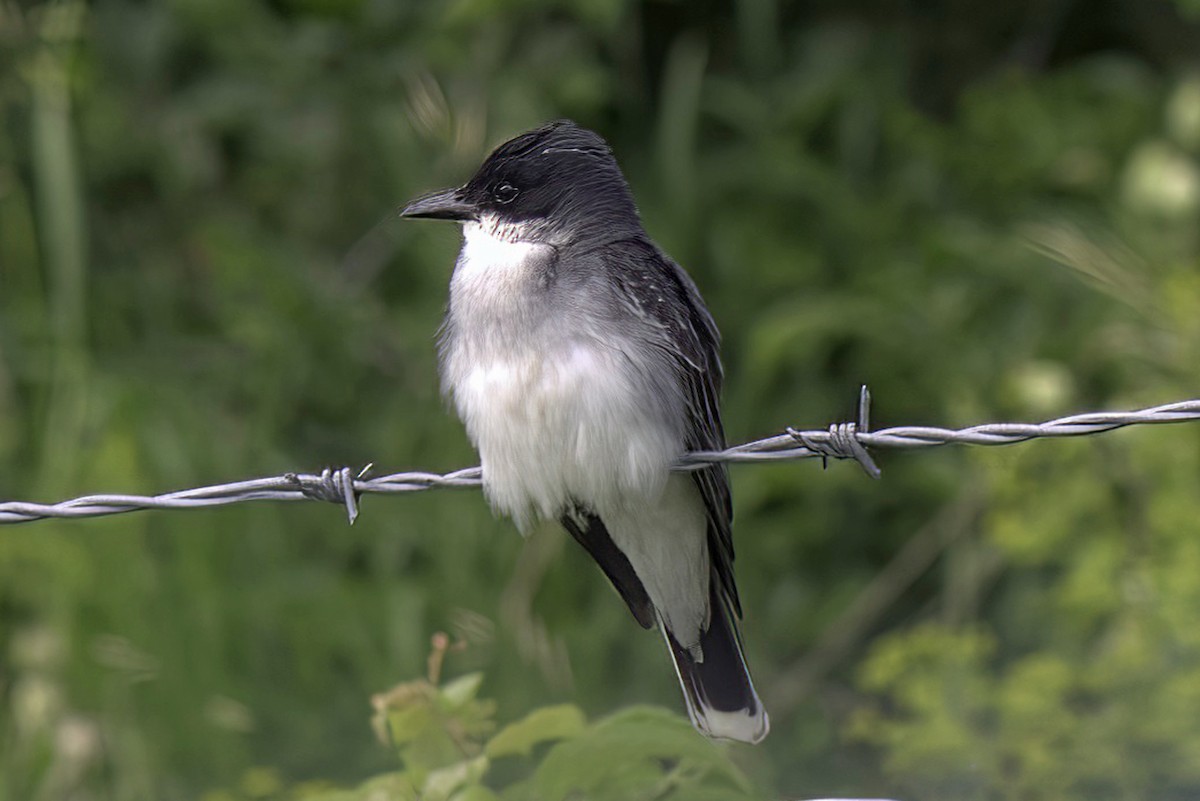 Eastern Kingbird - Jim Tonkinson