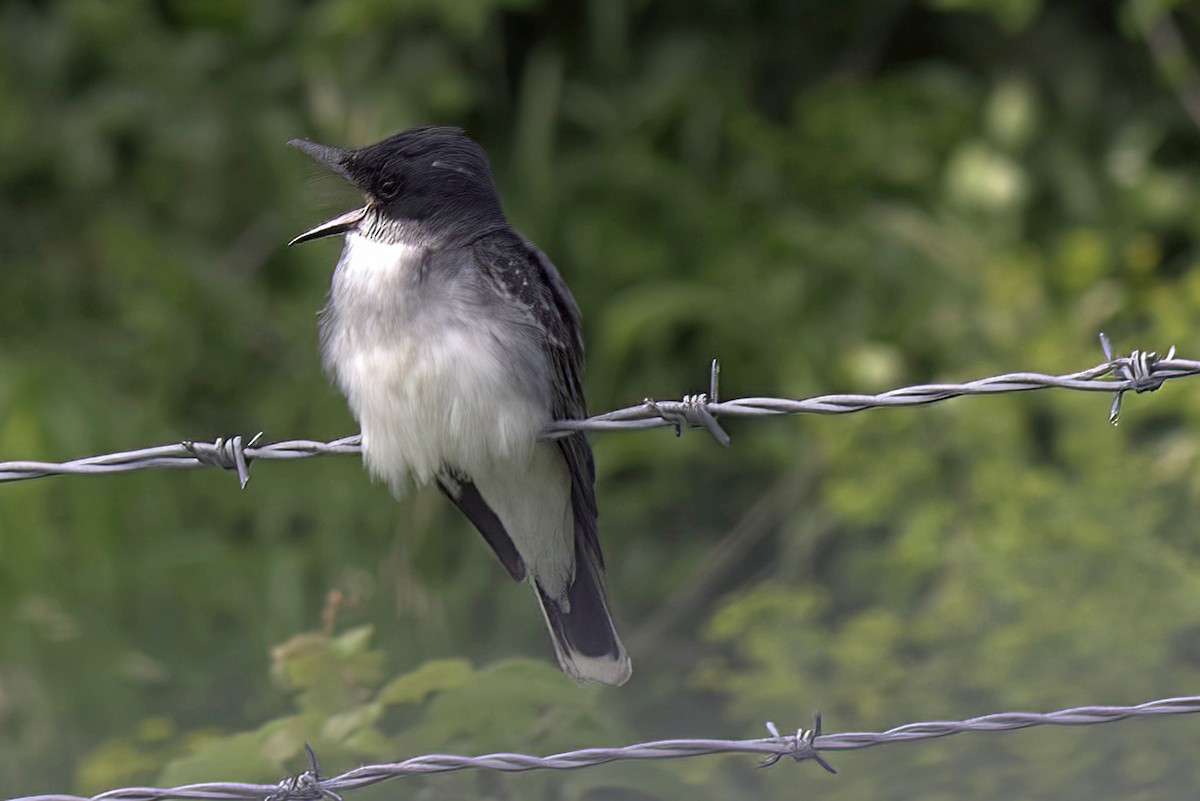 Eastern Kingbird - ML620466291