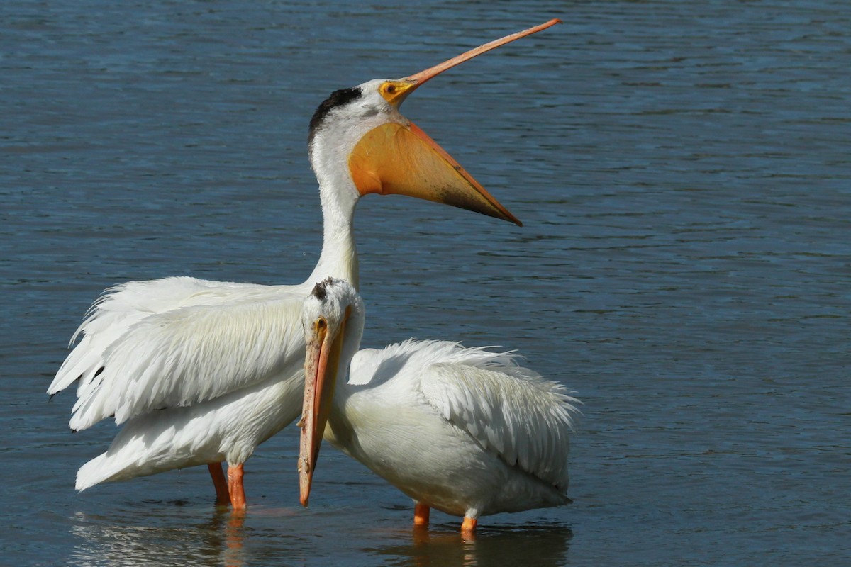 American White Pelican - ML620466295