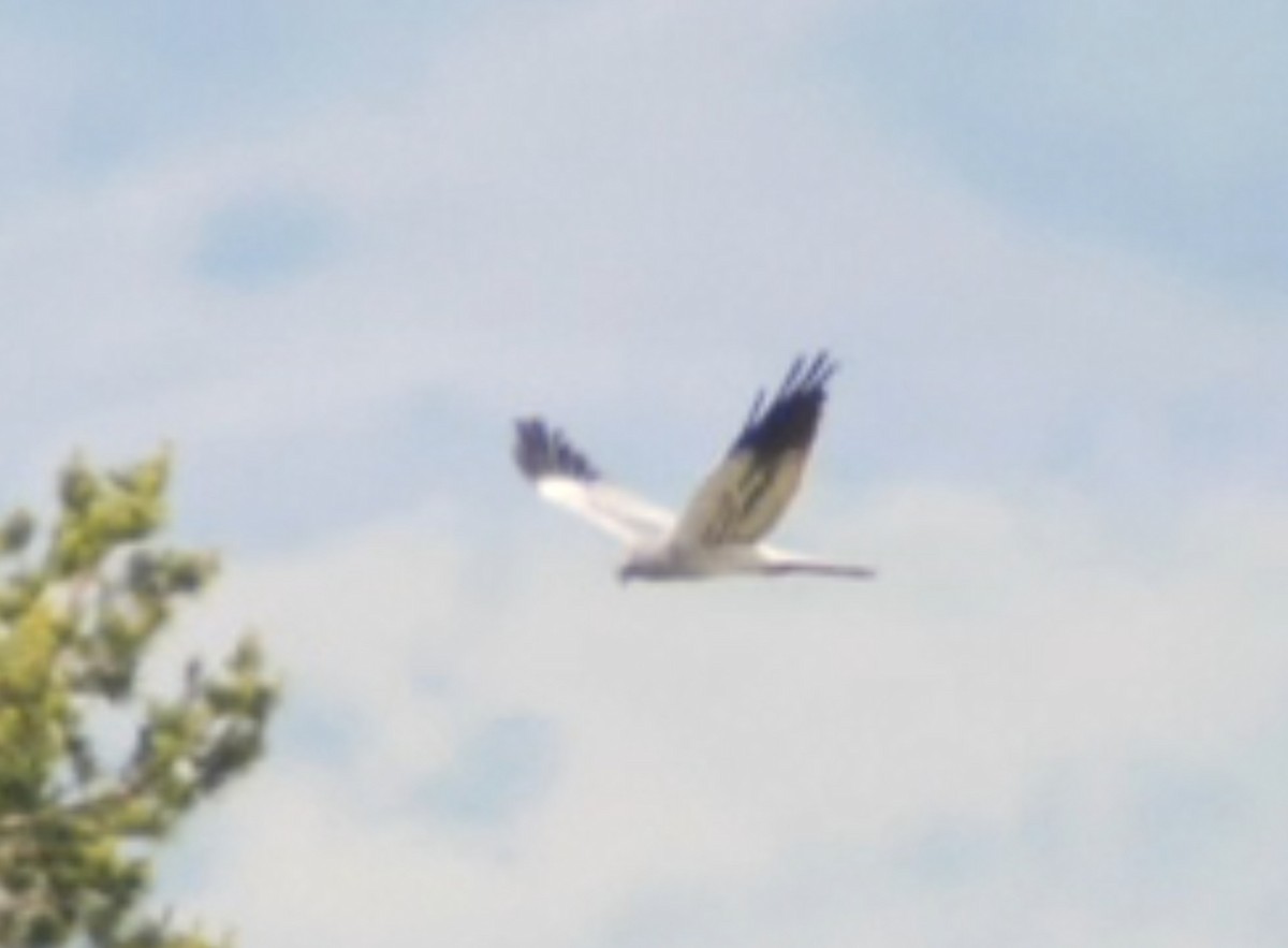 Montagu's Harrier - ML620466298