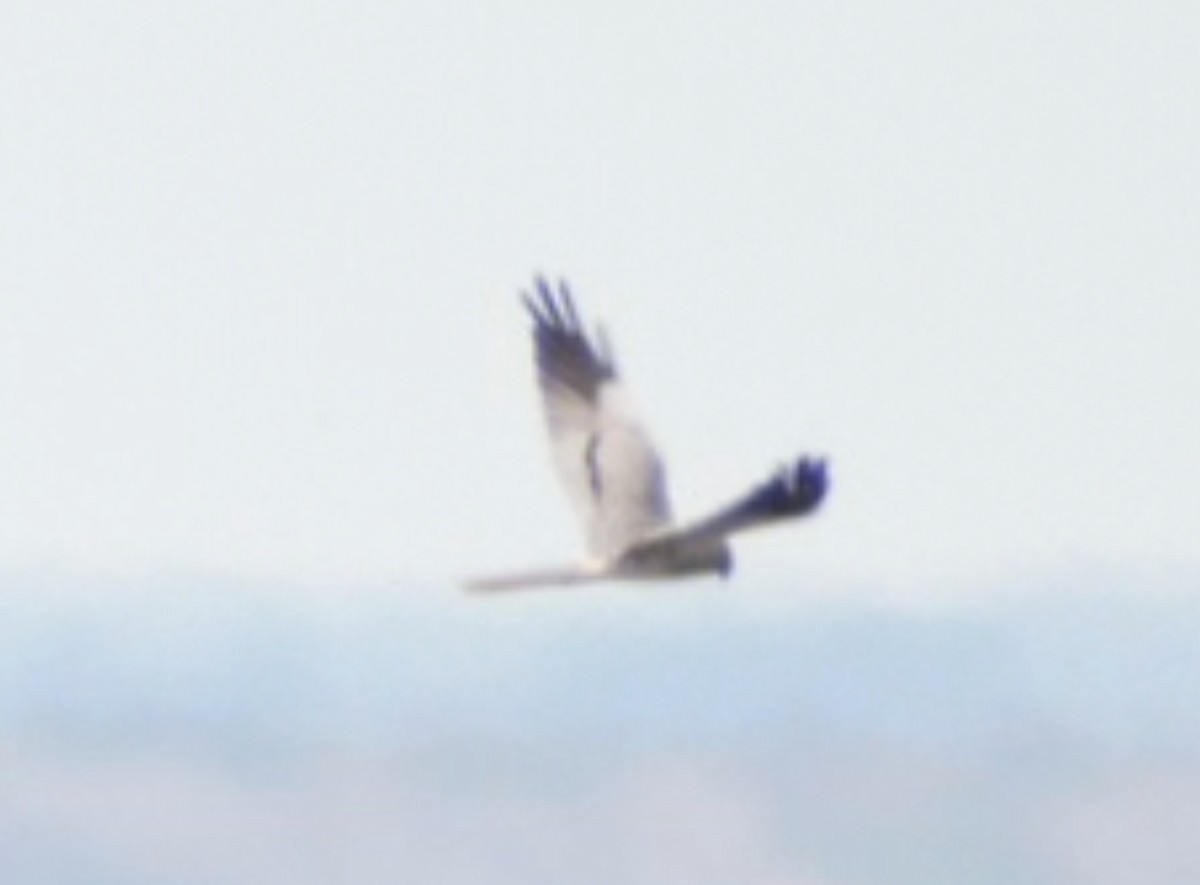 Montagu's Harrier - ML620466300