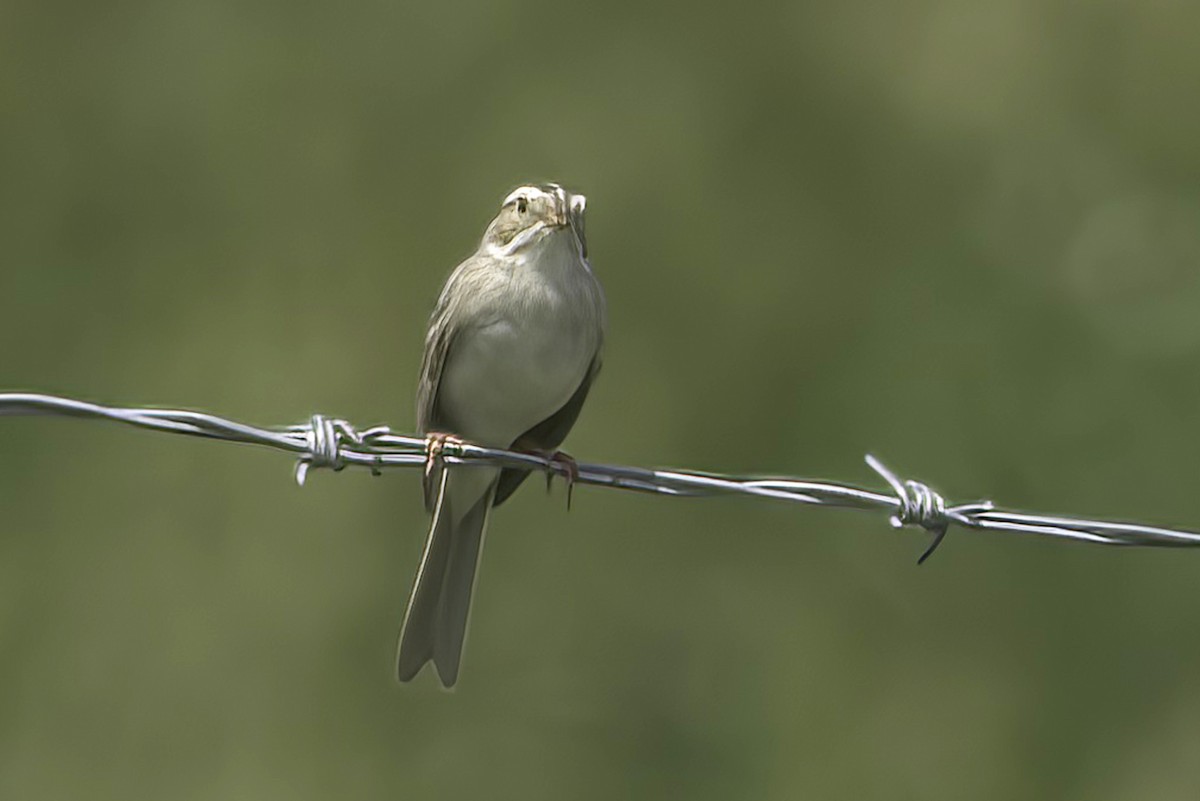 Clay-colored Sparrow - ML620466307