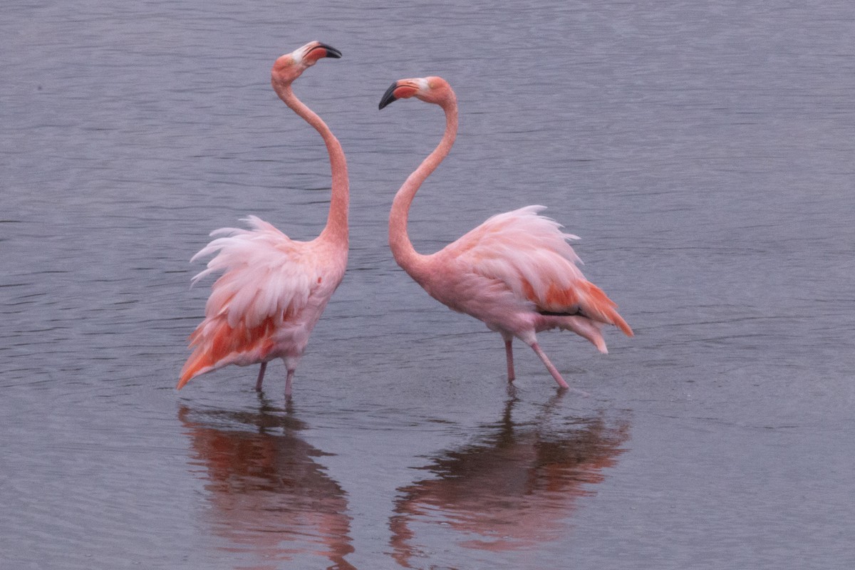 American Flamingo - ML620466308