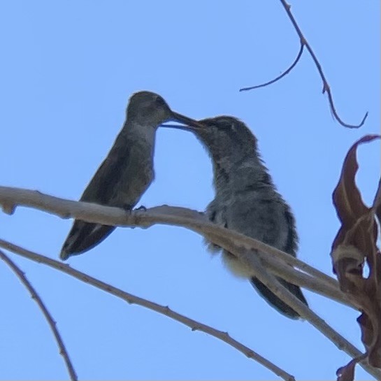 Anna's Hummingbird - ML620466316