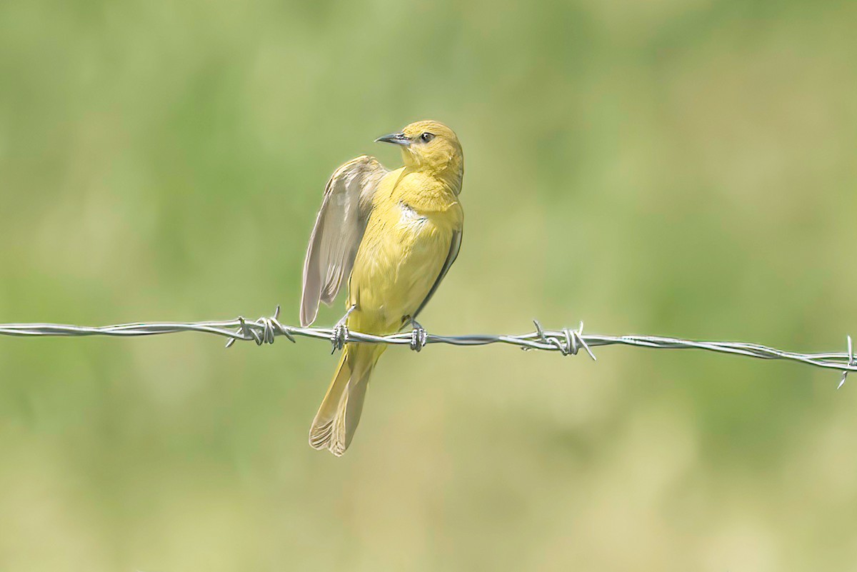 Orchard Oriole - ML620466328