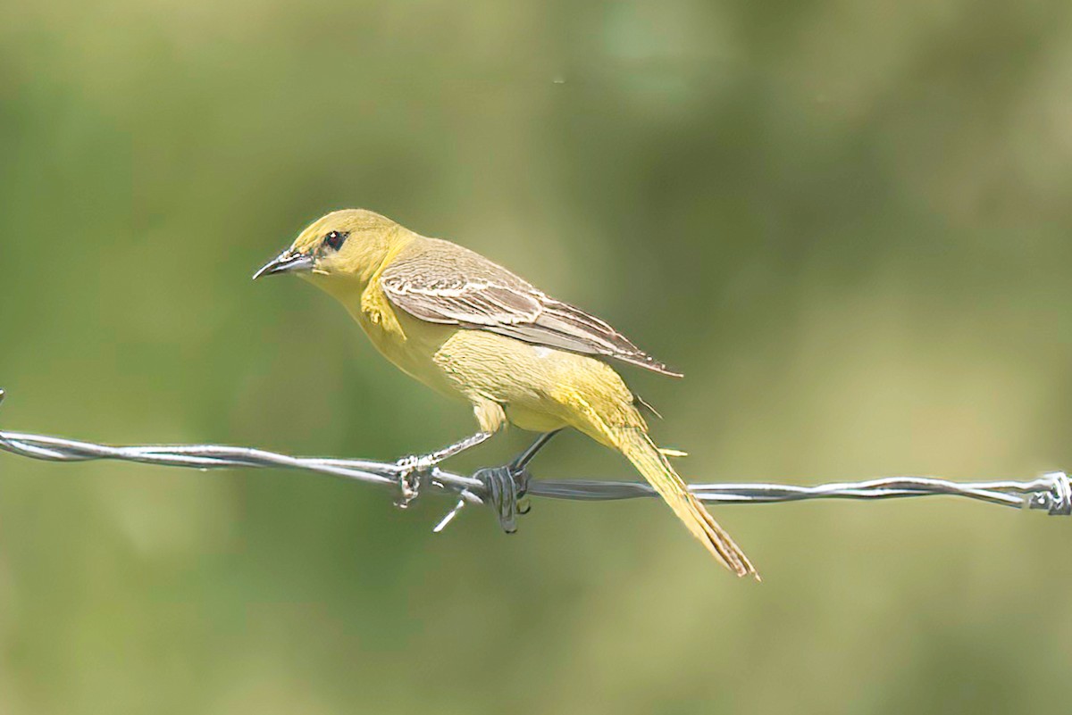 Orchard Oriole - ML620466329