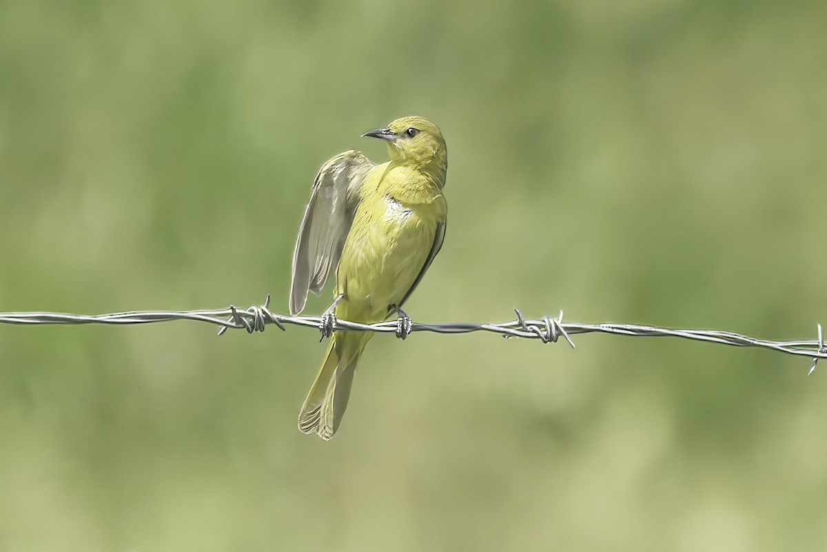 Orchard Oriole - ML620466336