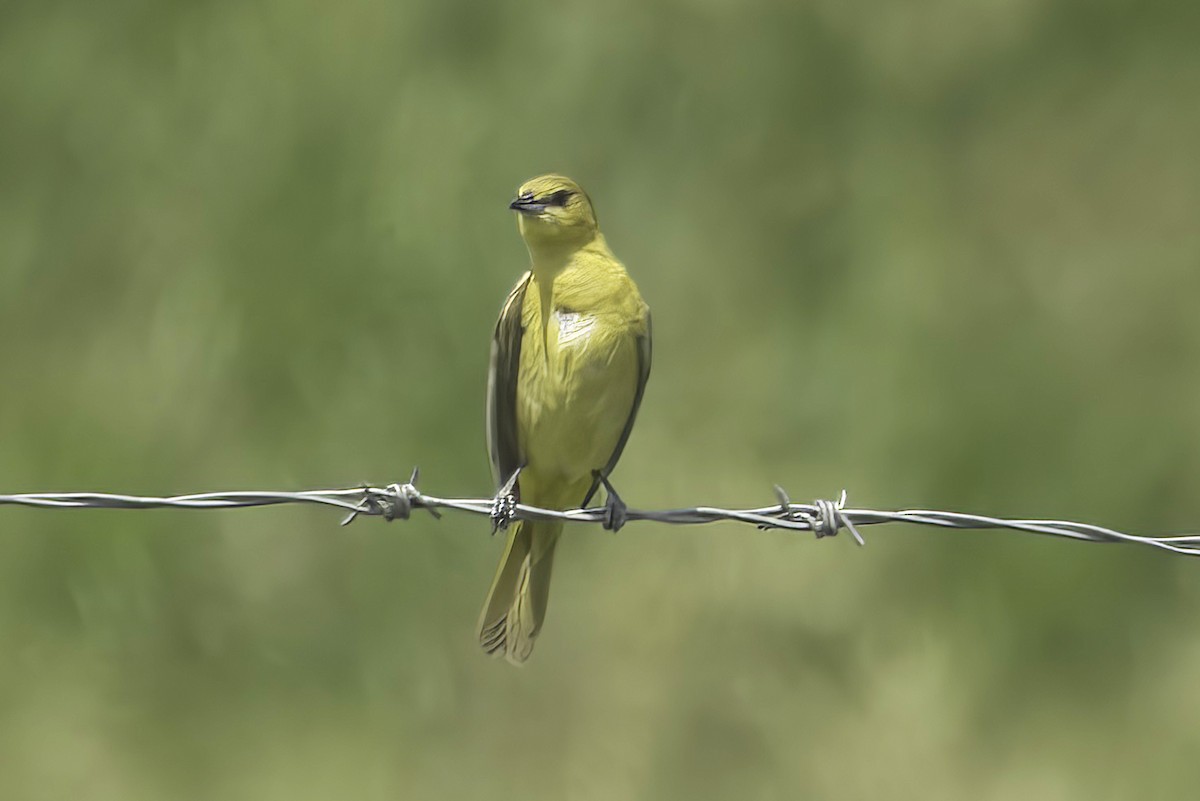 Orchard Oriole - ML620466337