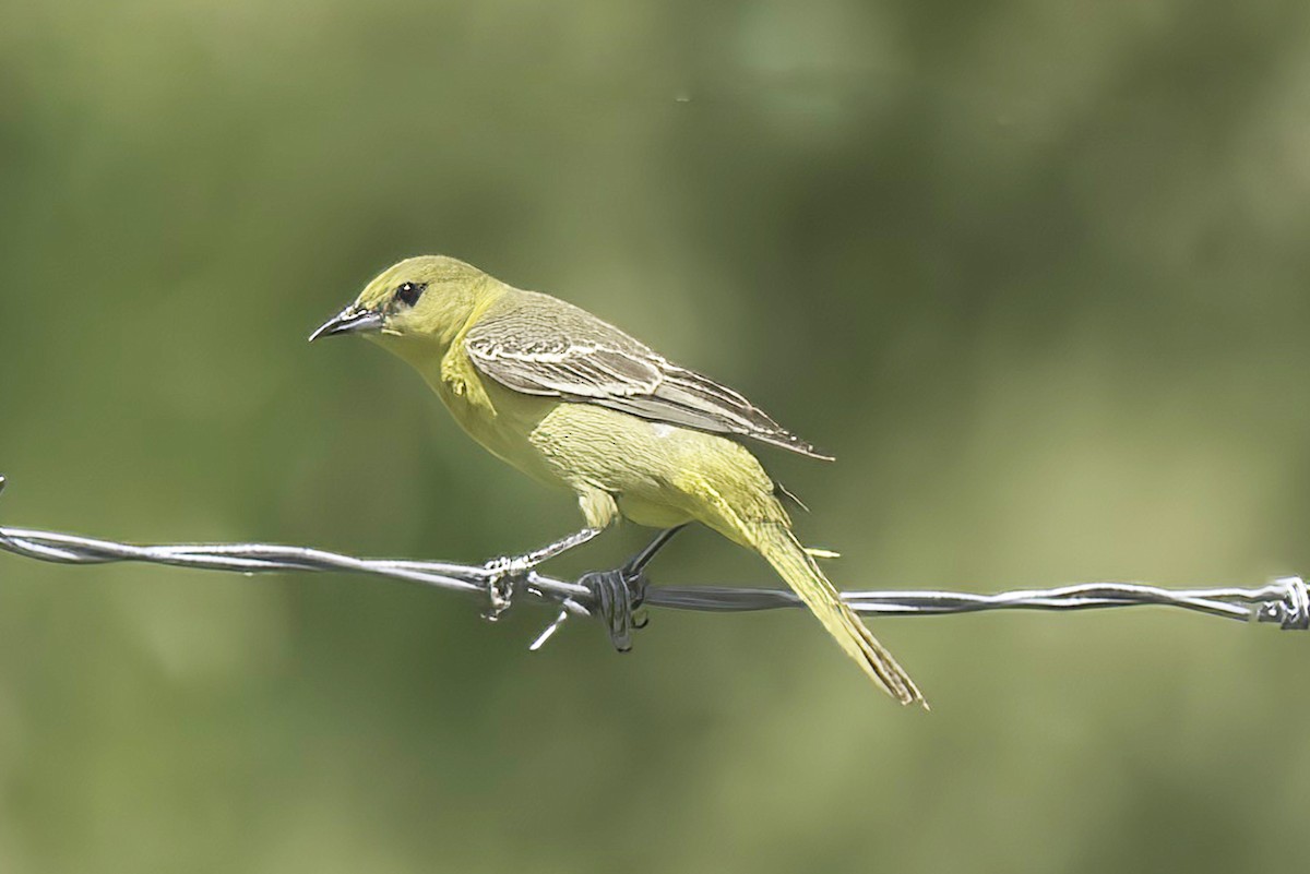 Orchard Oriole - ML620466339
