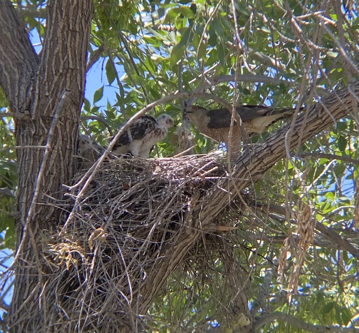 Cooper's Hawk - ML620466342