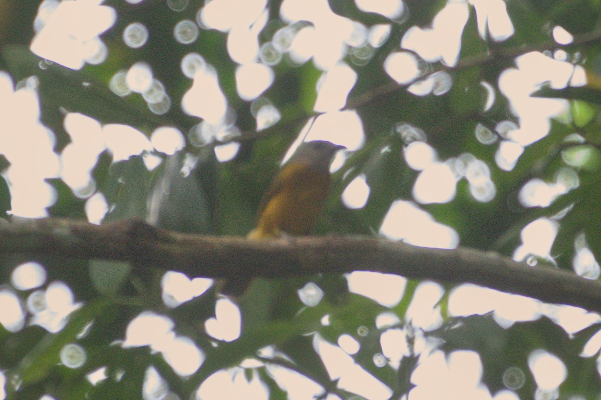 Gray-headed Tanager (Gray-headed) - ML620466343