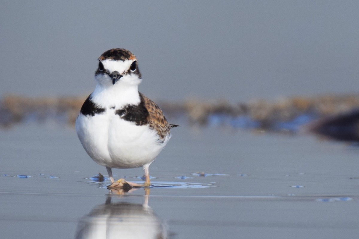 Collared Plover - ML620466344