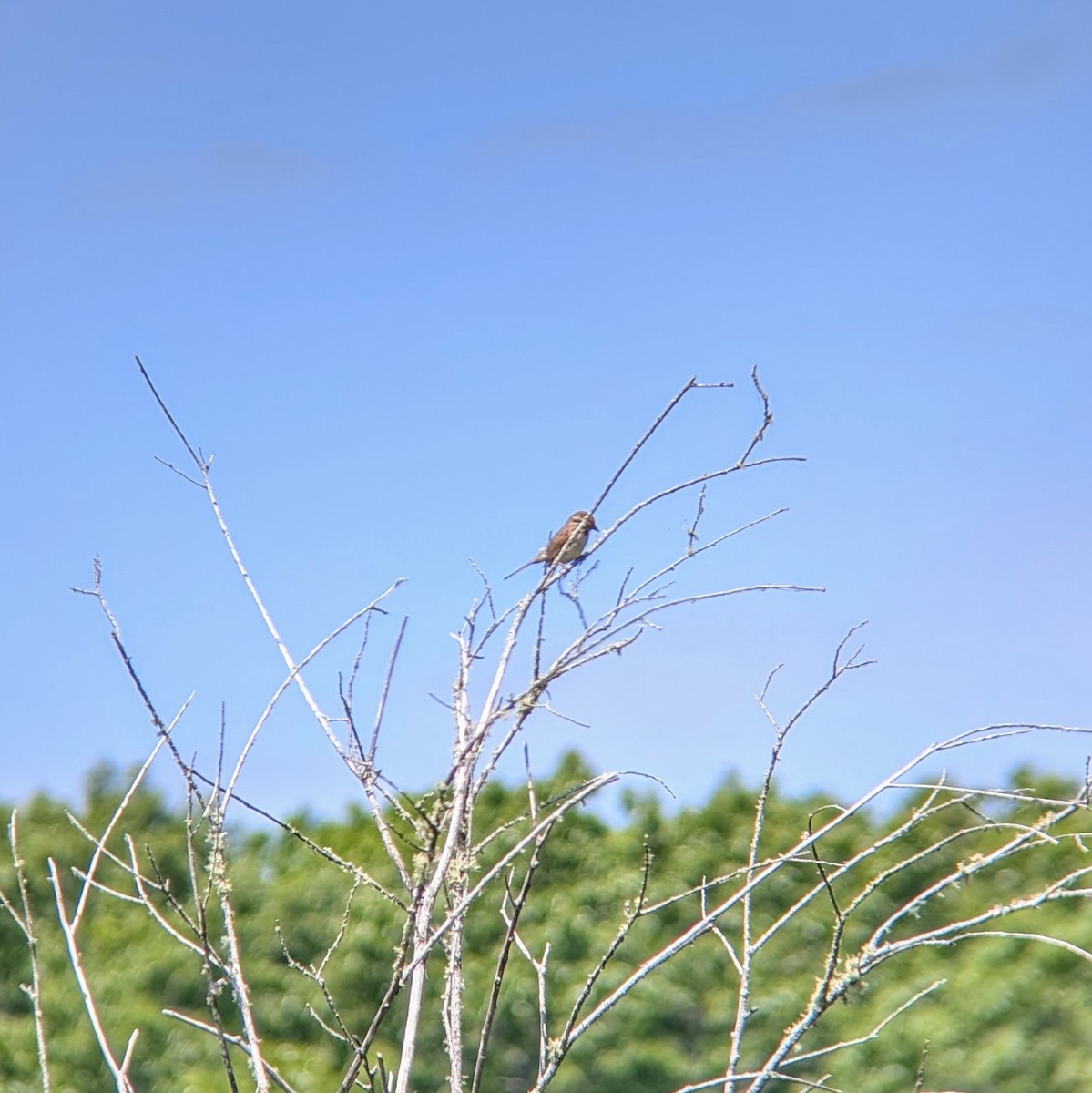 Song Sparrow - ML620466345