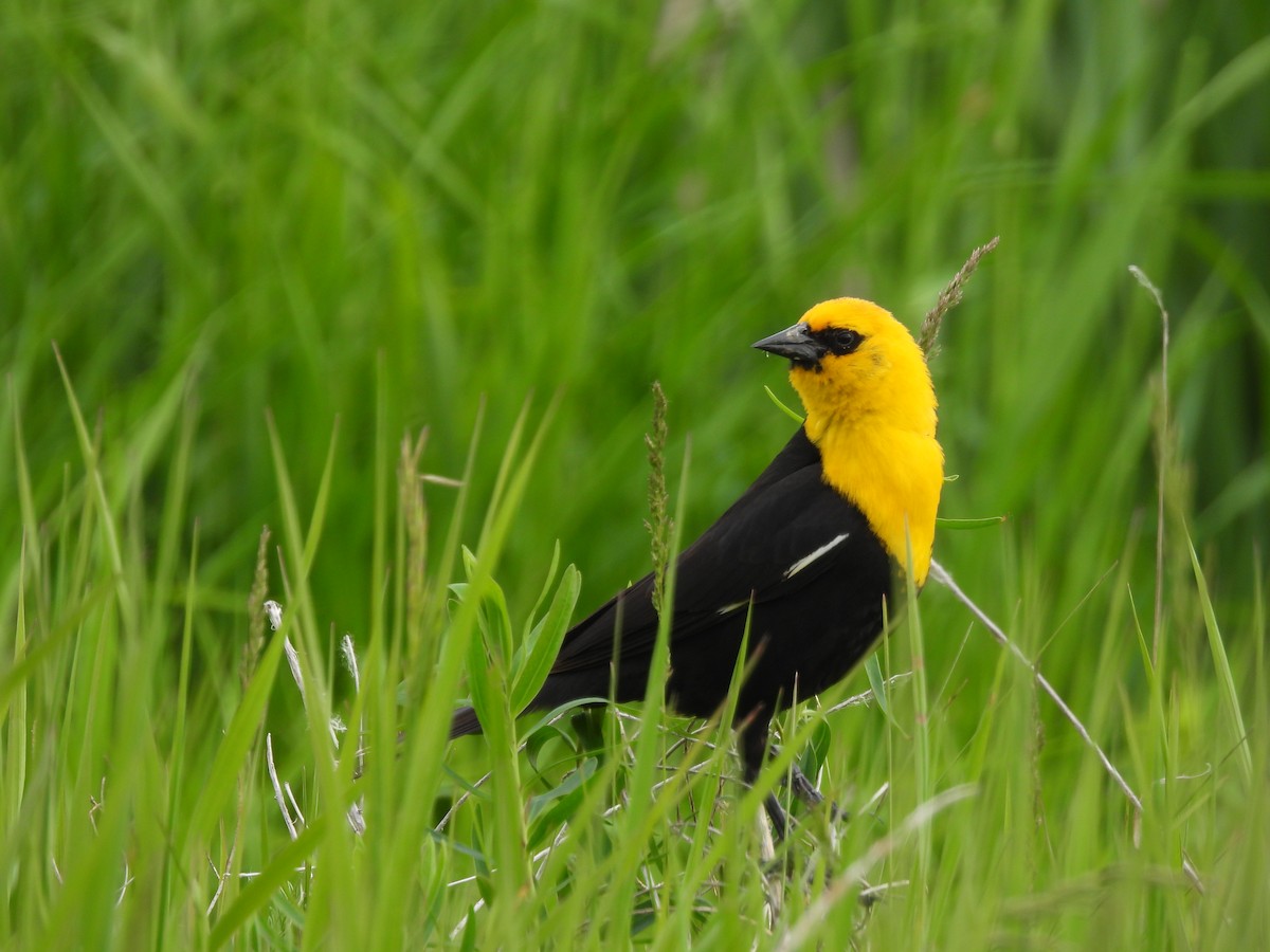 Yellow-headed Blackbird - ML620466348