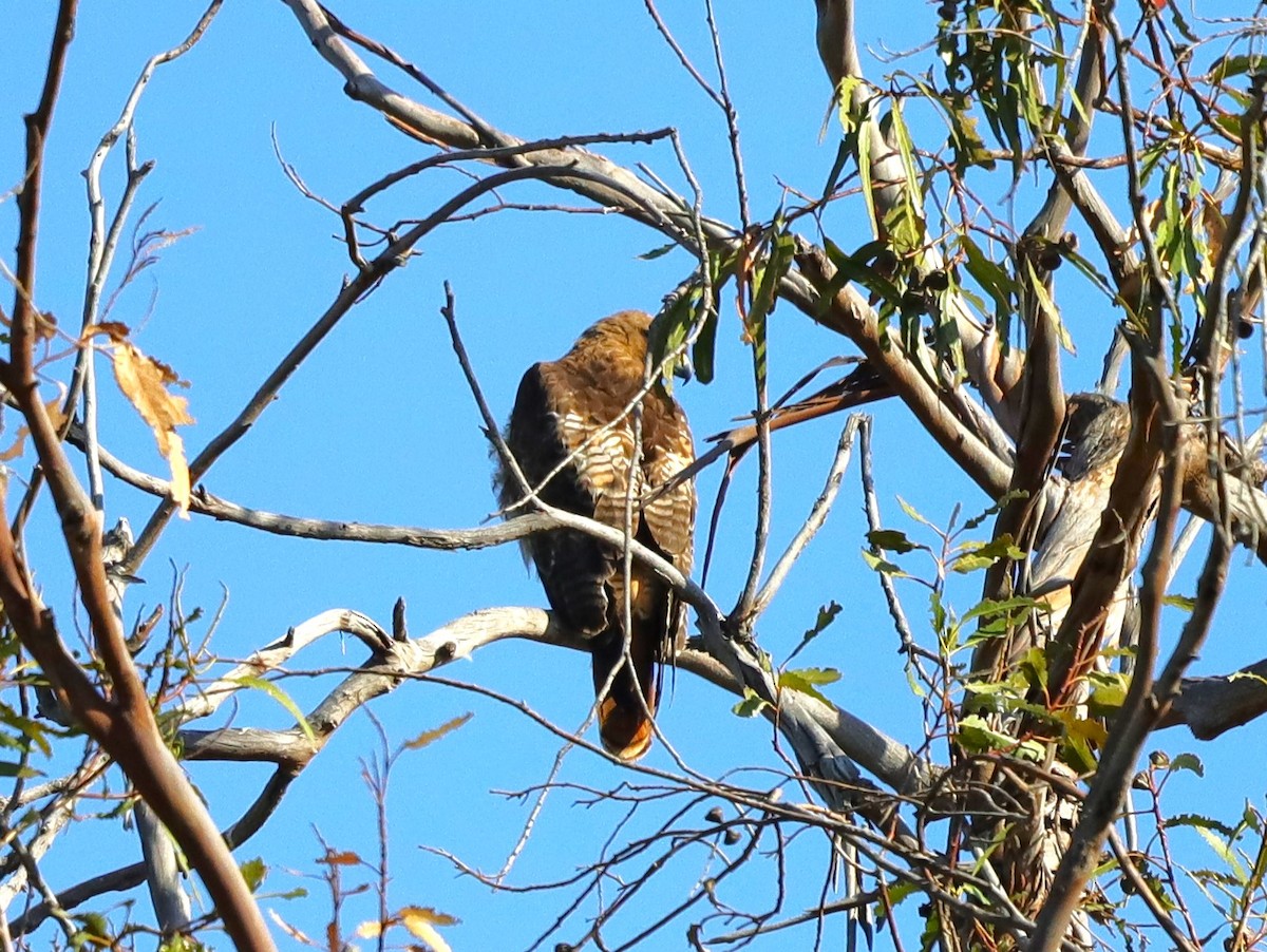 Red-tailed Hawk - ML620466358