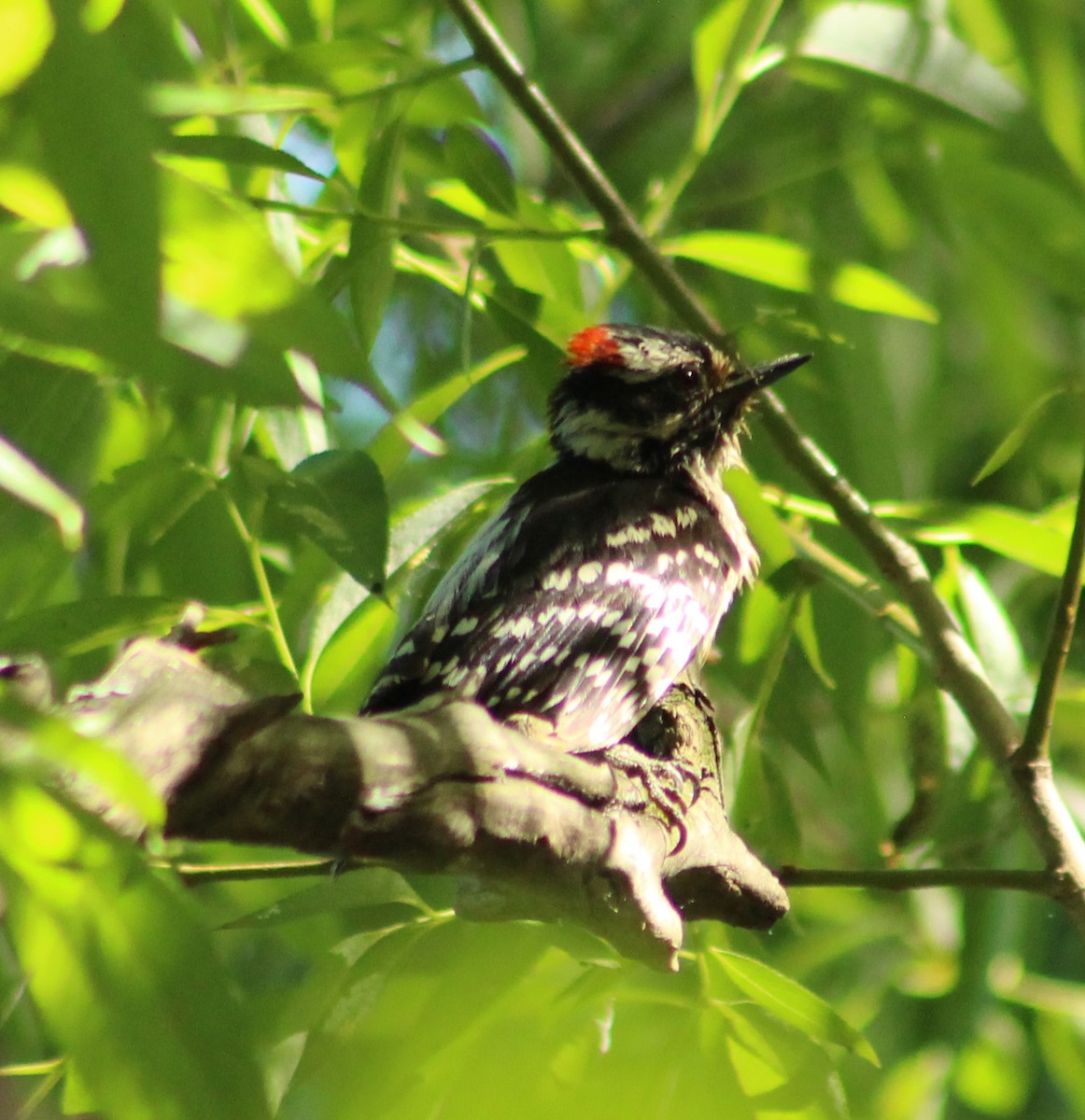 Hairy Woodpecker - ML620466362